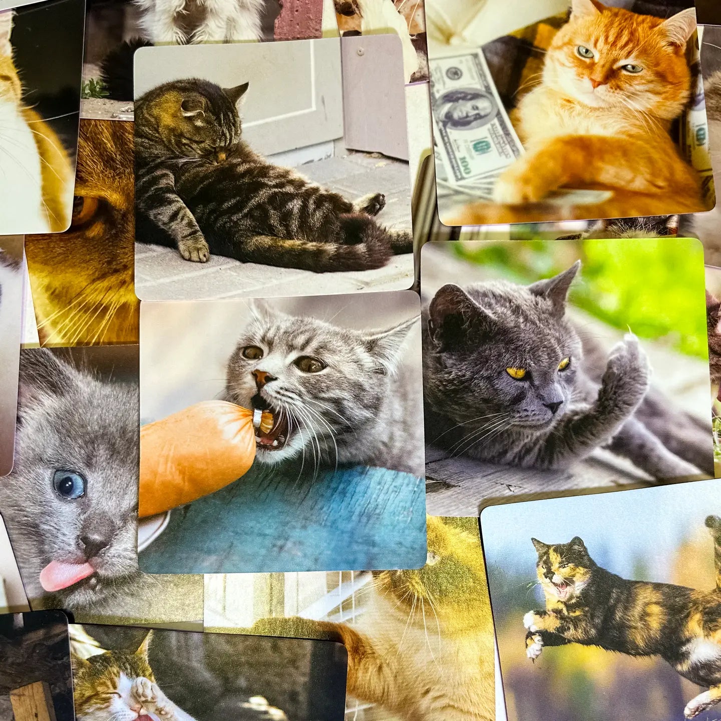 Bad Kitty: the Purrrrrfect Party Game + After Dark Expansion